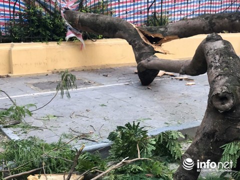 Hà Nội: Đổ cây cổ thụ, 5 người bị thương ảnh 2