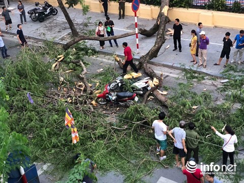 Hà Nội: Đổ cây cổ thụ, 5 người bị thương ảnh 3