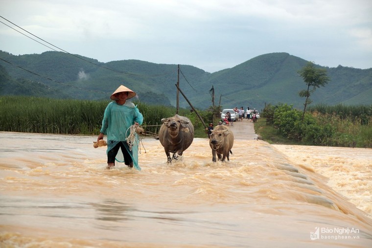 Bất chấp nguy hiểm, người dân vùng cao liều mình vượt lũ ảnh 2