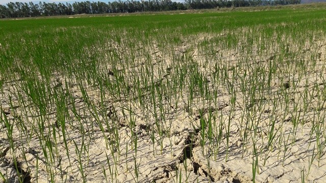 Nghệ An: Nắng nóng vượt ngưỡng 41 độ, đồng khô người héo ảnh 1