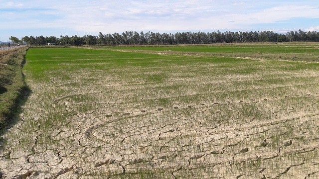 Nghệ An: Nắng nóng vượt ngưỡng 41 độ, đồng khô người héo ảnh 2