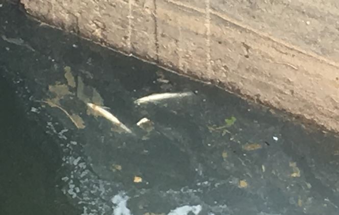 Cá chết bốc mùi trên kênh đổ ra sông Nhật Lệ ảnh 1