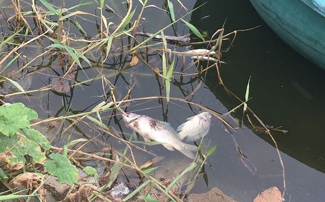 Cá chết bốc mùi trên kênh đổ ra sông Nhật Lệ ảnh 2