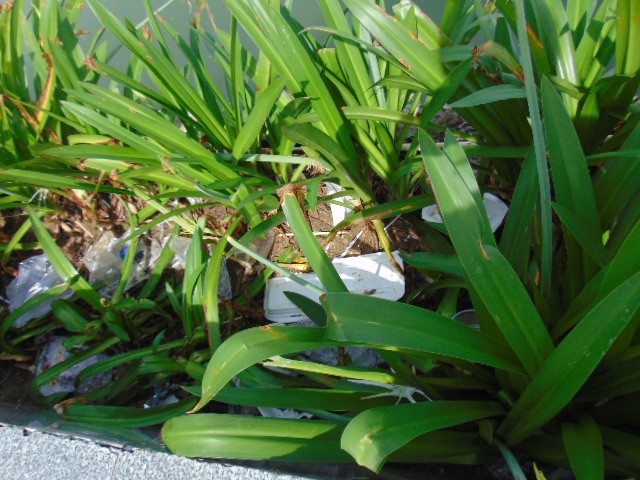 Đà Nẵng: Dòng sông Hàn ngập tràn bèo, rác thải ảnh 3