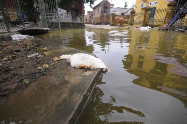 Hà Nội: Kinh hoàng 'biển rác' bủa vây người dân ngoại thành sau lũ ảnh 12