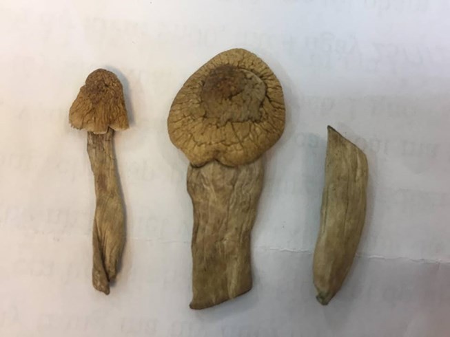 Bộ Công an xác minh ‘nấm thần’ chứa ma túy ảnh 1