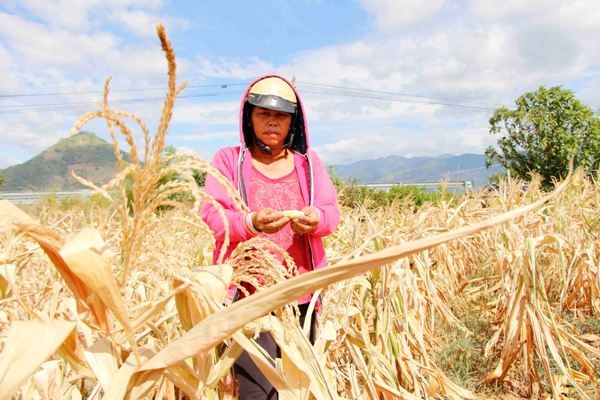 Xót xa cánh đồng ngô hơn 100ha khô cháy, phải chặt bỏ cho bò ăn ảnh 1