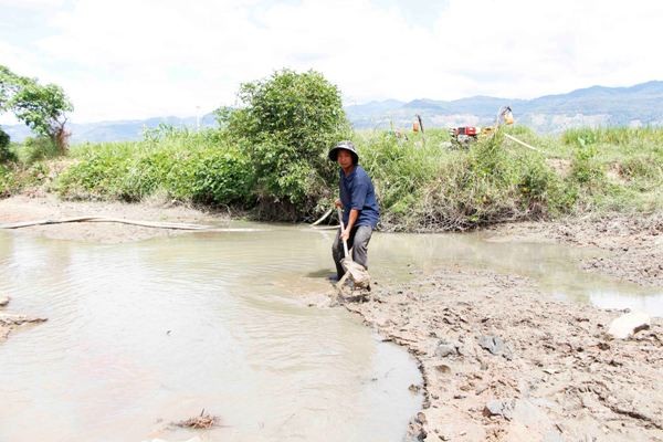 Xót xa cánh đồng ngô hơn 100ha khô cháy, phải chặt bỏ cho bò ăn ảnh 2