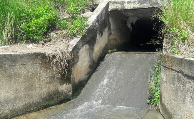 Gần 1 tấn cá chết nổi trắng hồ điều tiết ở Đà Nẵng ảnh 1