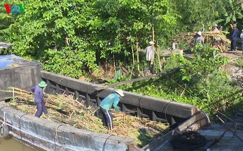 Hậu Giang: Mía ngập nước chết, người trồng mía trắng tay ảnh 1