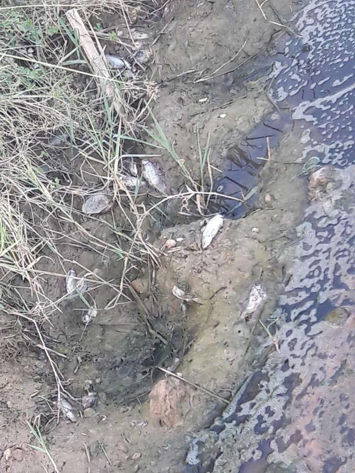 Hà Tĩnh: Nước kênh đen ngòm, cá chết hàng loạt, nghi do rò rỉ từ bãi xử lý rác ở huyện Lộc Hà? ảnh 3