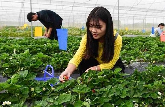 Dễ dàng bỏ túi 1.000 tỷ đồng/năm nhờ cho du khách làm nông dân ảnh 1