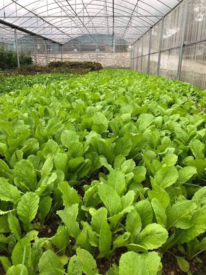 Khi trí thức về quê để làm… nông dân ảnh 3