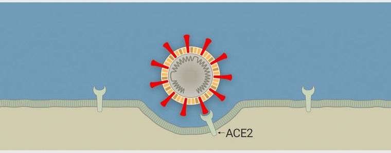 Phát hiện mới về virus corona ảnh 1