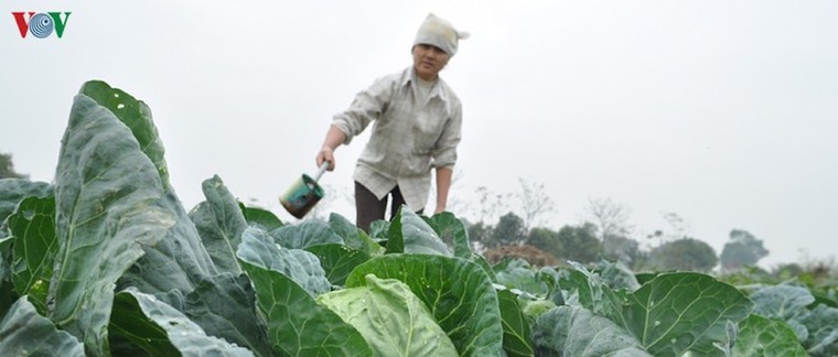 Nông nghiệp khẳng định vai trò 'bệ đỡ' của nền kinh tế ảnh 1