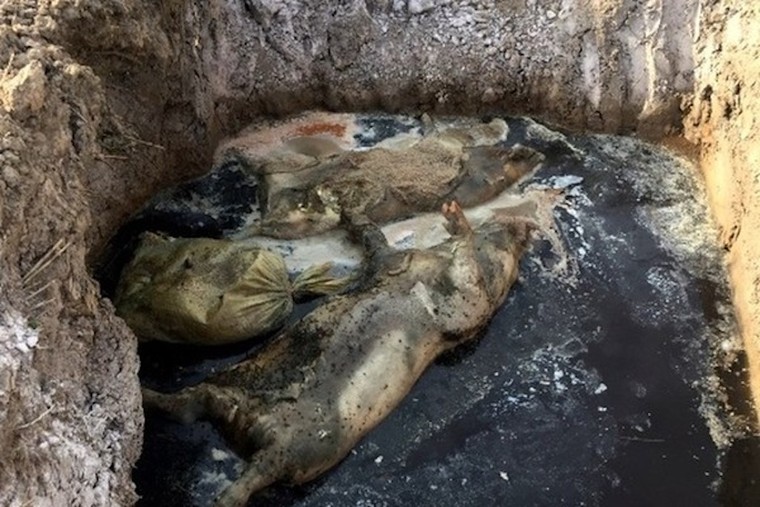 Khởi tố trưởng ban thú y ở Hải Dương chiếm 219 triệu tiền hỗ trợ dịch tả lợn ảnh 1