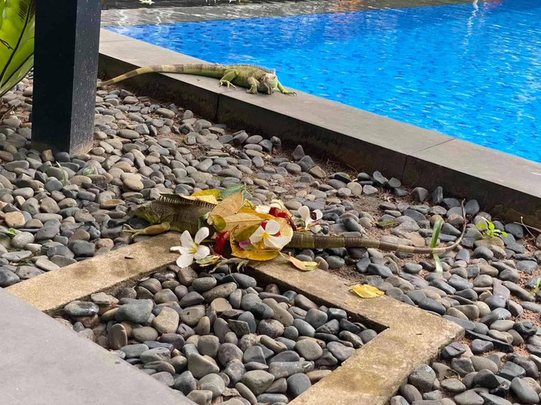 Chuồng thú bay từ trên cao xuống hồ bơi tại chung cư The Vista ở TP.HCM ảnh 1