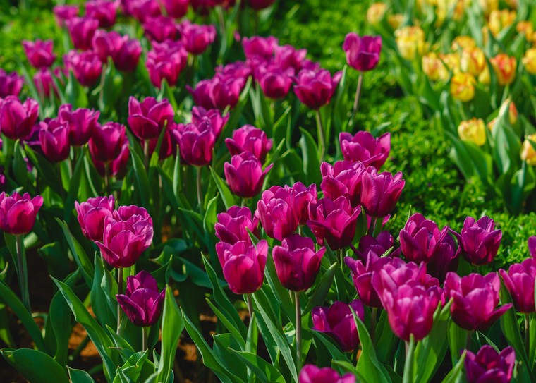 Rực rỡ sắc hoa, ấn tượng triển lãm Phật giáo, Núi Bà Tây Ninh bội thu khách Tết Nhâm Dần ảnh 3