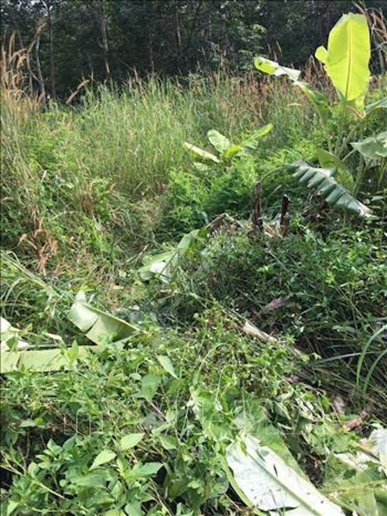 Triển khai biện pháp bảo vệ đàn voi rừng hoang dã xuất hiện tại Gia Lai ảnh 1