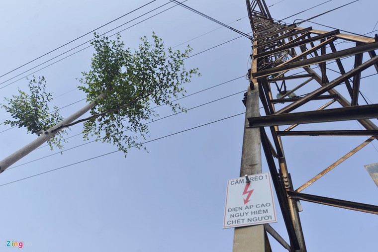 Hà Nội trồng cây dưới lưới điện 110 KV ảnh 2