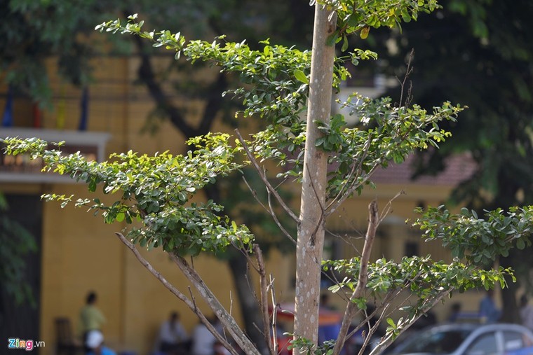 Hà Nội trồng cây dưới lưới điện 110 KV ảnh 4