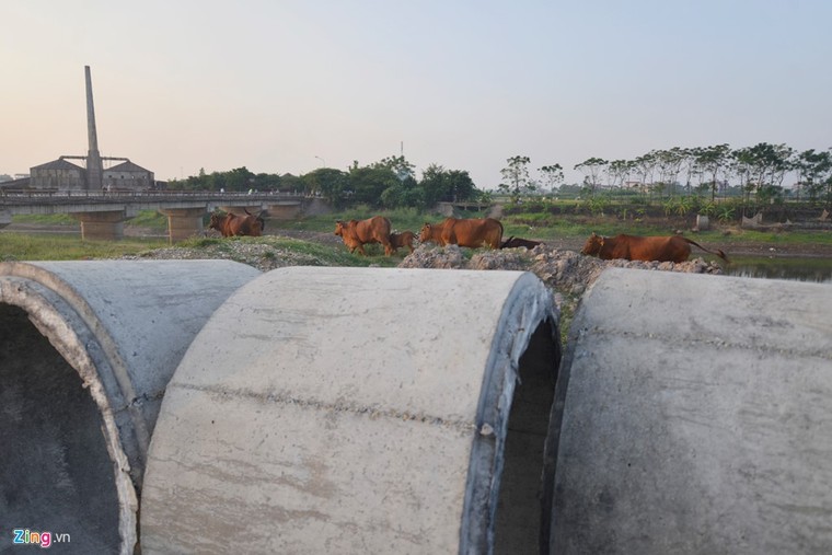 Khu sinh thái nghỉ dưỡng thành nơi chăn bò ảnh 5