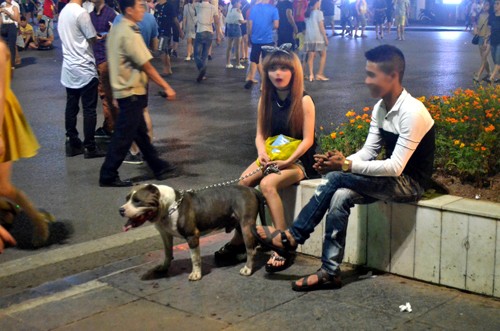 Bất an với chó dữ Becgie, Pitbull... lè lưỡi ở phố đi bộ hồ Gươm ảnh 3