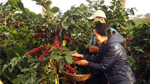 Nhà sáng chế 'hai lúa' ở xứ cà phê hình ảnh 2 Nha sang che 'hai lua' o xu ca phe hinh anh 2