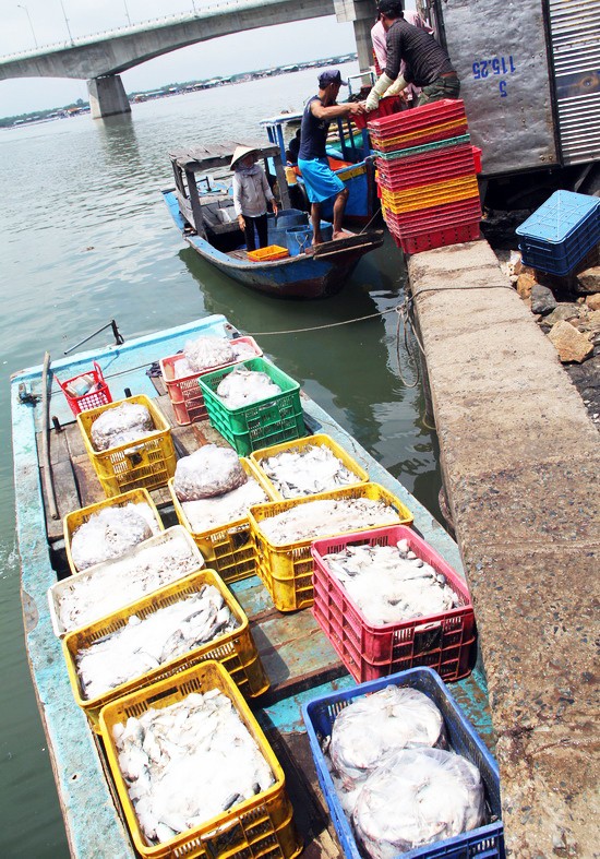 Người dân làng bè Vũng Tàu điêu đứng vì cá chết trắng ảnh 8