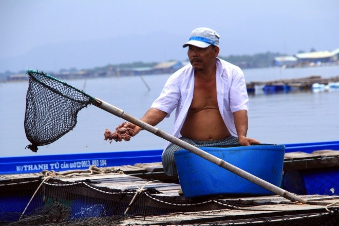 Người dân làng bè Vũng Tàu điêu đứng vì cá chết trắng ảnh 5