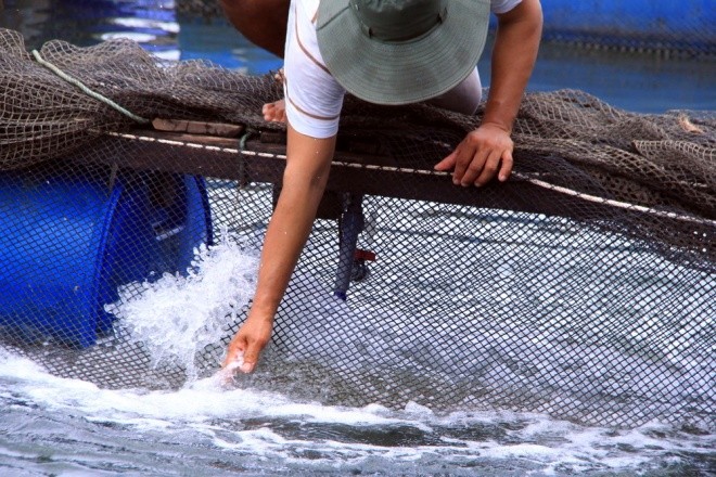 Người dân làng bè Vũng Tàu điêu đứng vì cá chết trắng ảnh 3