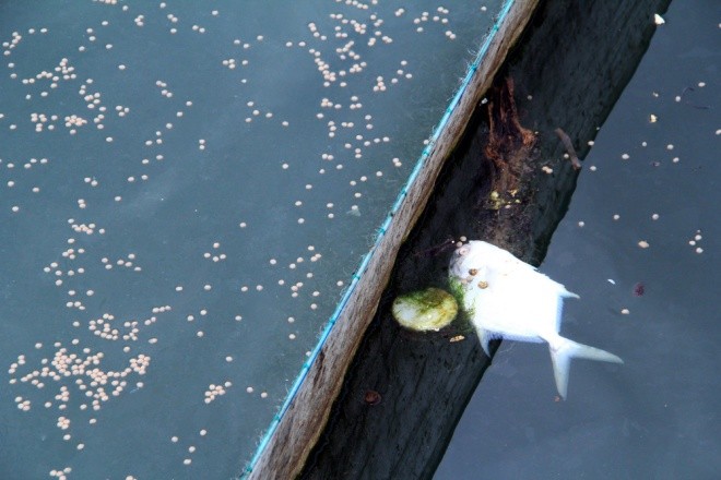 Người dân làng bè Vũng Tàu điêu đứng vì cá chết trắng ảnh 2