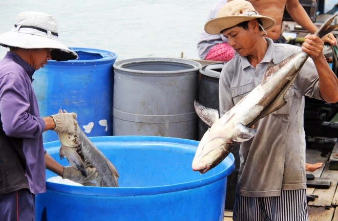 Người dân làng bè Vũng Tàu điêu đứng vì cá chết trắng ảnh 7