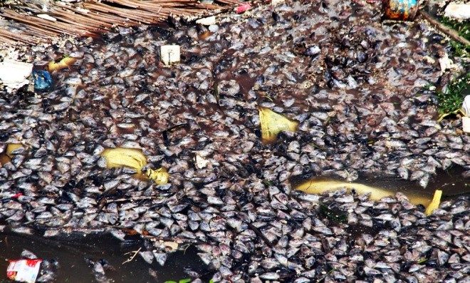 Người dân làng bè Vũng Tàu điêu đứng vì cá chết trắng ảnh 6