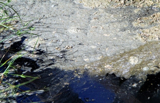 Người dân làng bè Vũng Tàu điêu đứng vì cá chết trắng ảnh 9