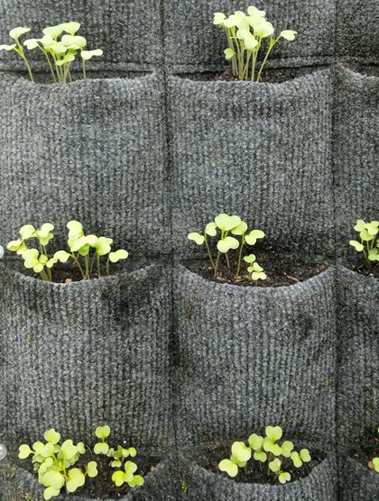 Tháp rau 6m2 cho thu hoạch gần 30 kg chỉ sau một tháng ảnh 4