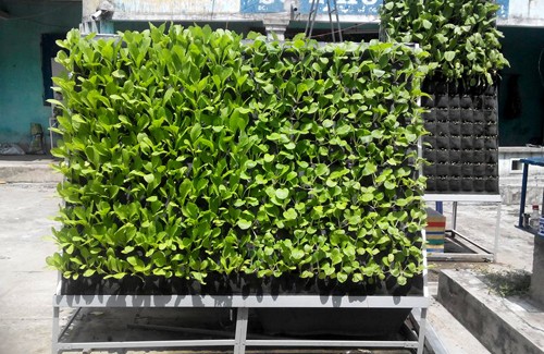 Tháp rau 6m2 cho thu hoạch gần 30 kg chỉ sau một tháng ảnh 1