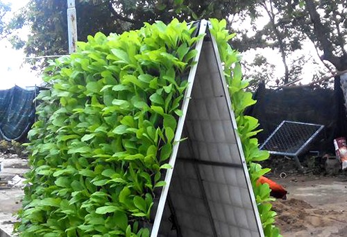 Tháp rau 6m2 cho thu hoạch gần 30 kg chỉ sau một tháng ảnh 2