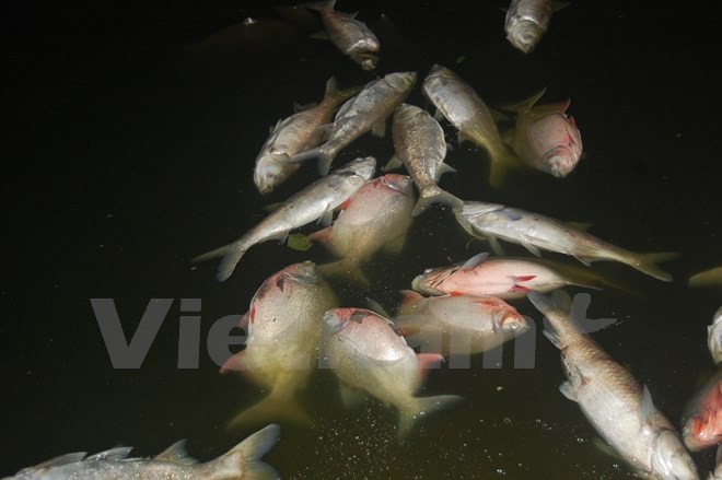 Cá chết dạt vào bờ dài cả km ở hồ Linh Đàm ảnh 1