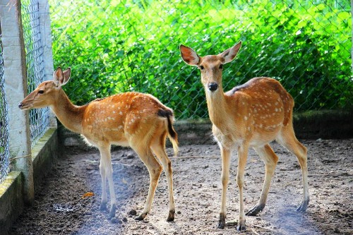 'Vua rừng' Vân Canh thu tiền tỷ mỗi năm ảnh 1