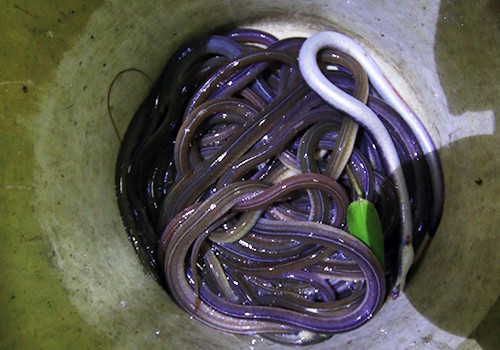 Trắng đêm săn lộc trời mùa lũ ảnh 2