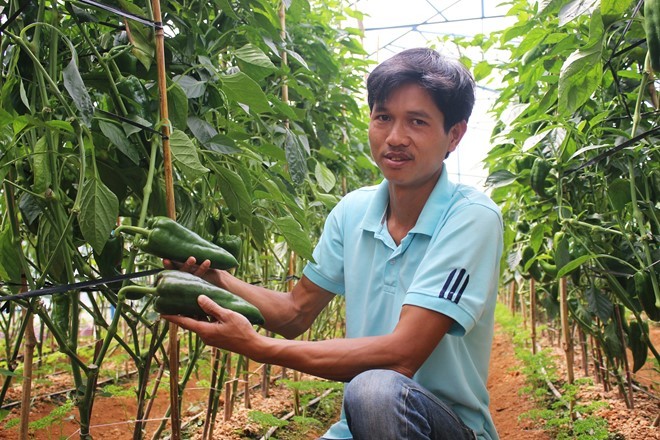 Ớt khổng lồ nửa kg một trái trồng không kịp bán ảnh 1