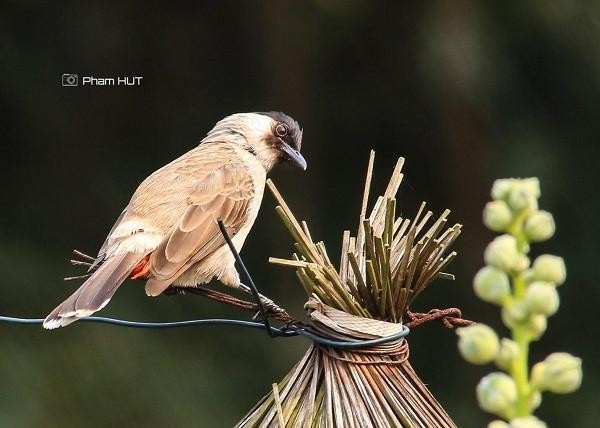 Những mảng rừng xanh vun đắp tâm hồn tại KĐT Ecopark ảnh 5