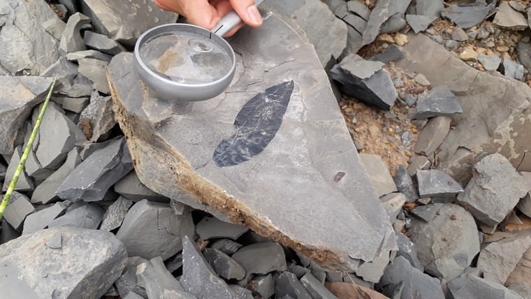 Cổ sinh vật học - ngành khoa học nghiên cứu về sự sống cổ đại ảnh 2