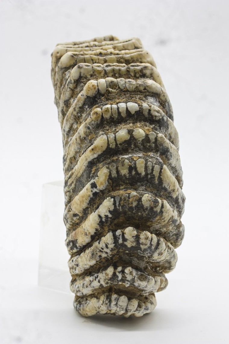 Cổ sinh vật học - ngành khoa học nghiên cứu về sự sống cổ đại ảnh 1