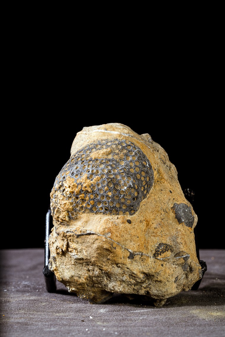 Hóa thạch san hô - Tấm lịch kỳ diệu của thiên nhiên ảnh 4