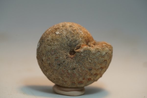 Hóa thạch cúc đá - Lưu giữ triệu năm trong lớp vỏ xoắn ốc ảnh 4