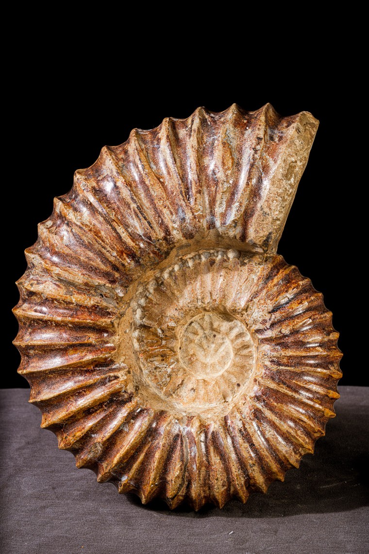 Hóa thạch cúc đá - Lưu giữ triệu năm trong lớp vỏ xoắn ốc ảnh 5