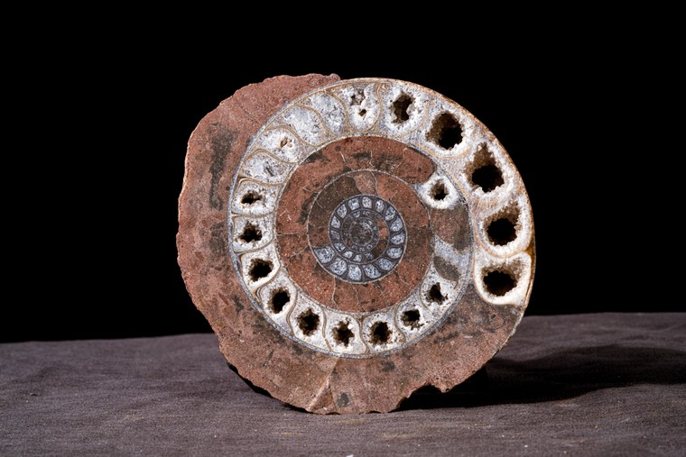 Hóa thạch cúc đá - Lưu giữ triệu năm trong lớp vỏ xoắn ốc ảnh 3