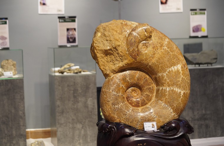 Hóa thạch cúc đá - Lưu giữ triệu năm trong lớp vỏ xoắn ốc ảnh 2